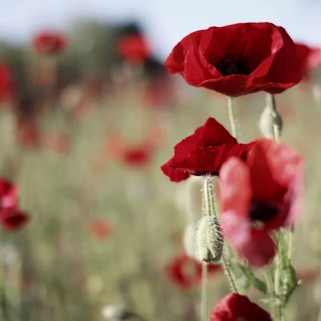 Poppy love