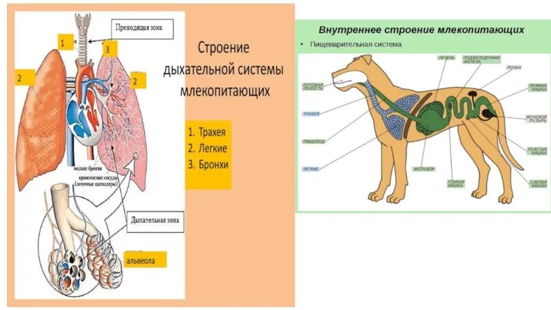 Система строения млекопитающих