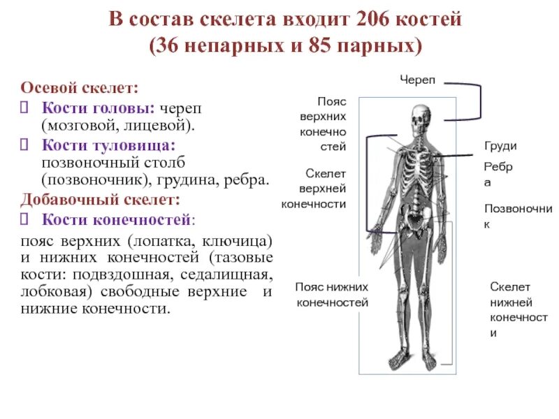 .Состав и функции осевого скелета.. Осевой скелет человека. Скелет туловища. Осевой скелет добавочный скелет. Строение осевого скелета. Сколько отделов скелета