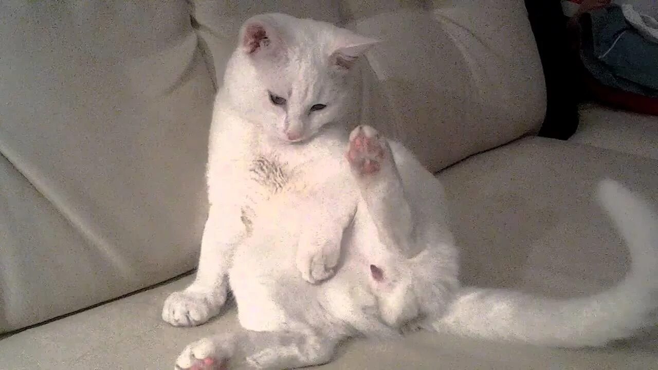 Cat penis. Возбуждённый кот.