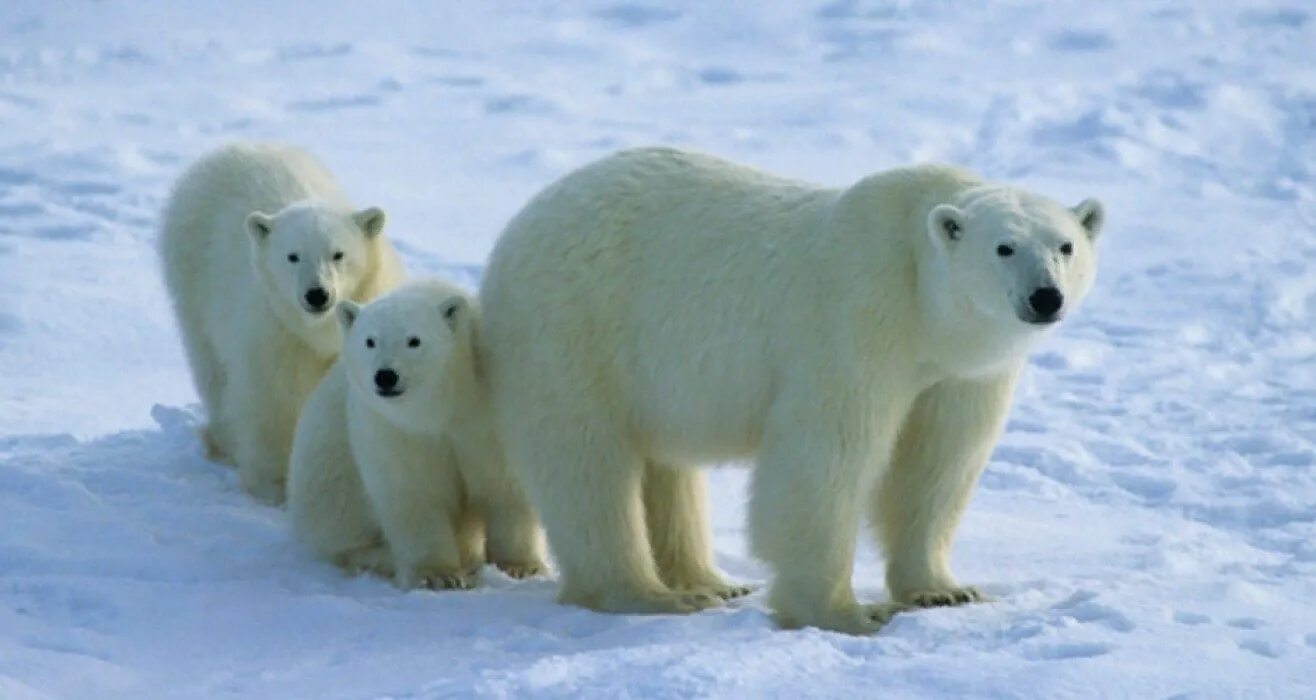 День белого полярного медведя 27 февраля. Международный день полярного медведя. Международный день полярного медведя (день белого медведя). 27 Февраля Международный день полярного медведя.
