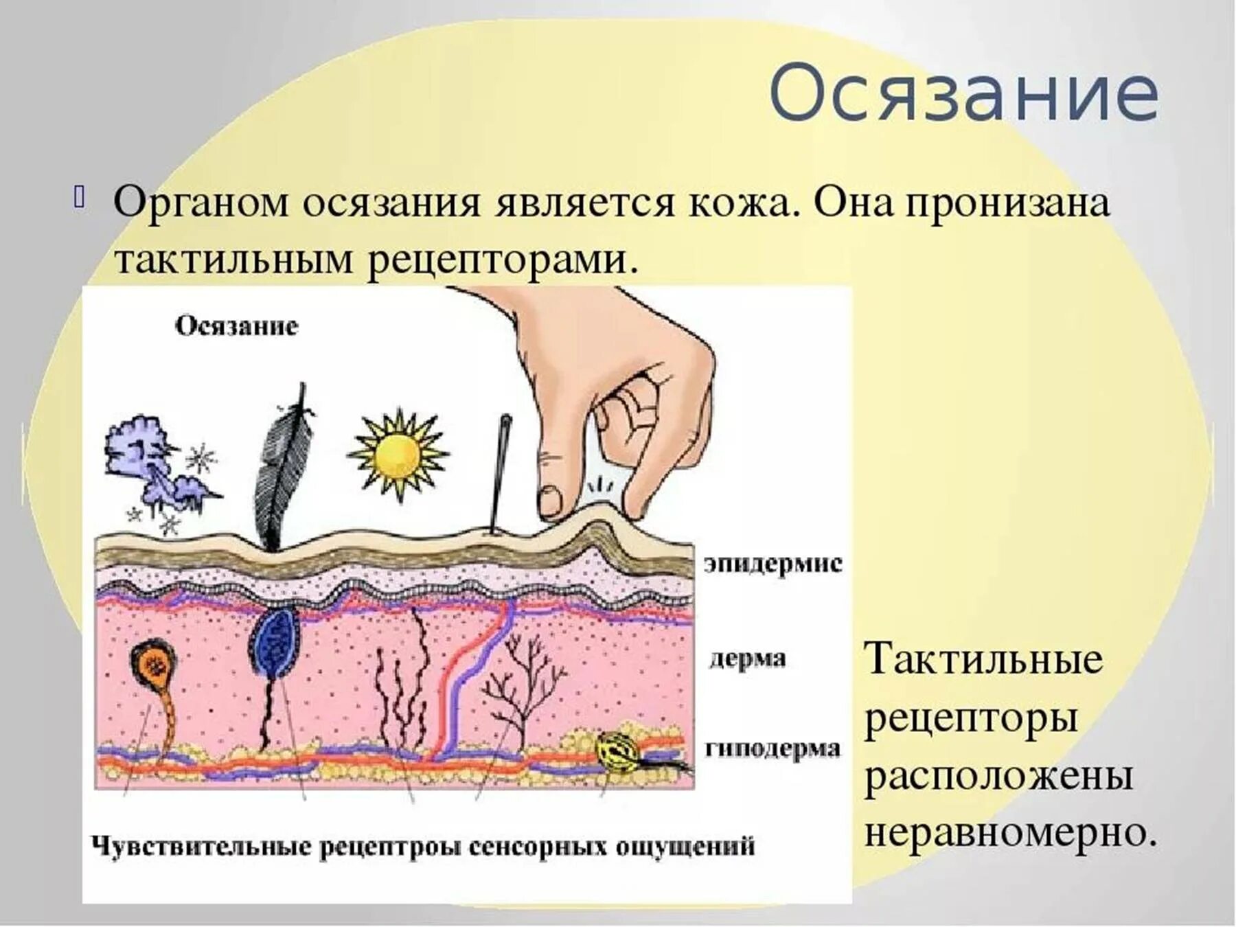 Схема строения тактильного анализатора. Схема строения органа осязания кожа. Строение осязательного анализатора схема. Осязание рецепторы кожи.