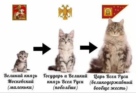 Эволюция котят 1