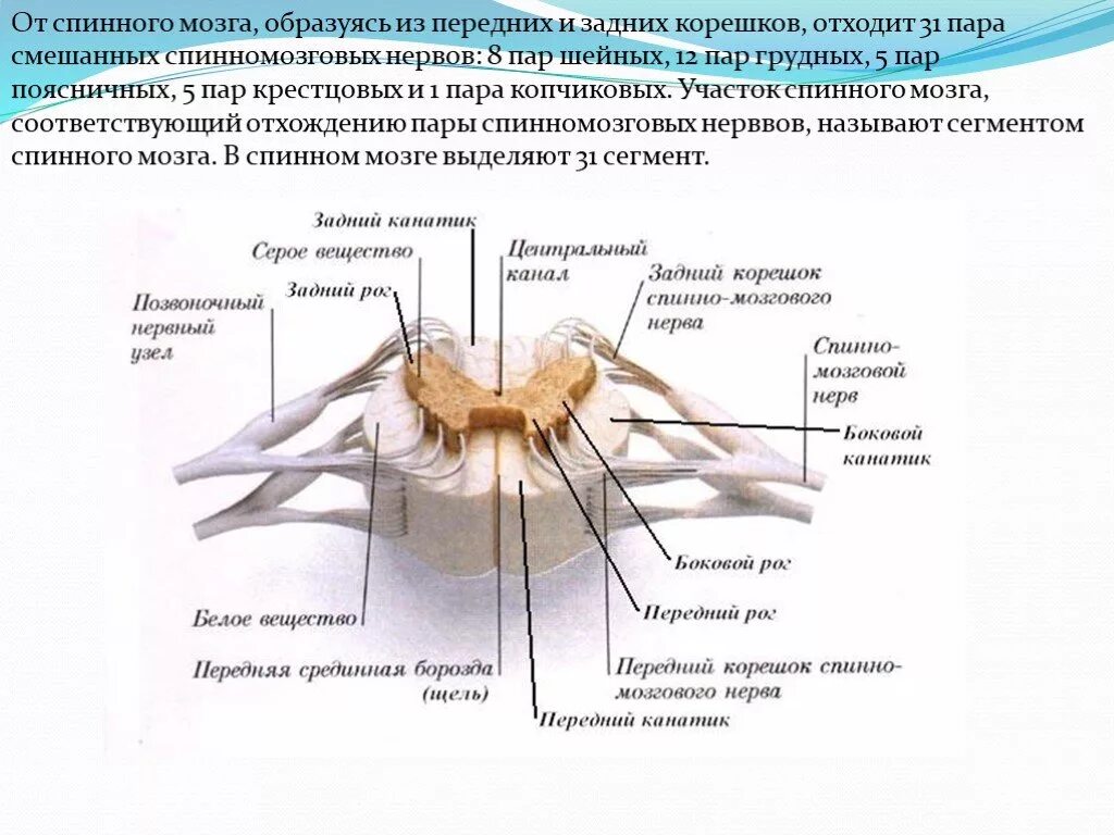 Строение спинного мозга анатомия. Строение спинного мозга на поперечном разрезе. Схема строения сегмента спинного мозга. Анатомическое строение сегмента спинного мозга.