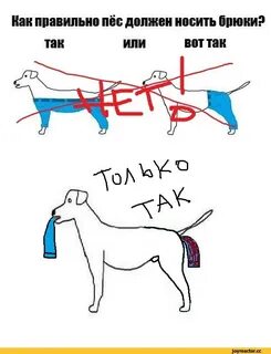 Собаки не носят штанов отзывы
