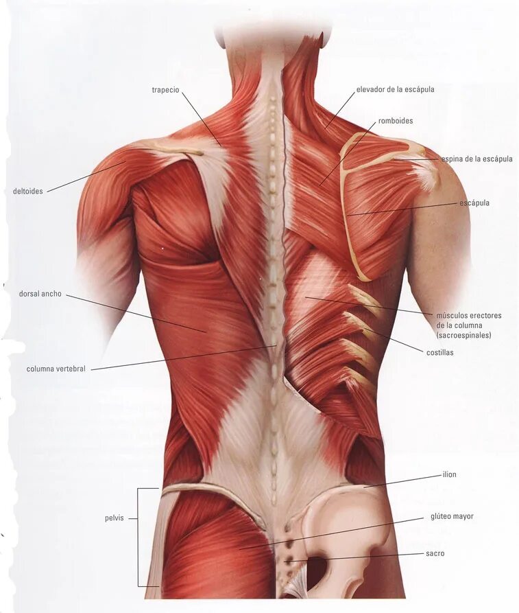 Мышцы спины анатомия человека. Спинные мышцы человека анатомия. Трапециевидная мышца спины анатомия. Поясница где