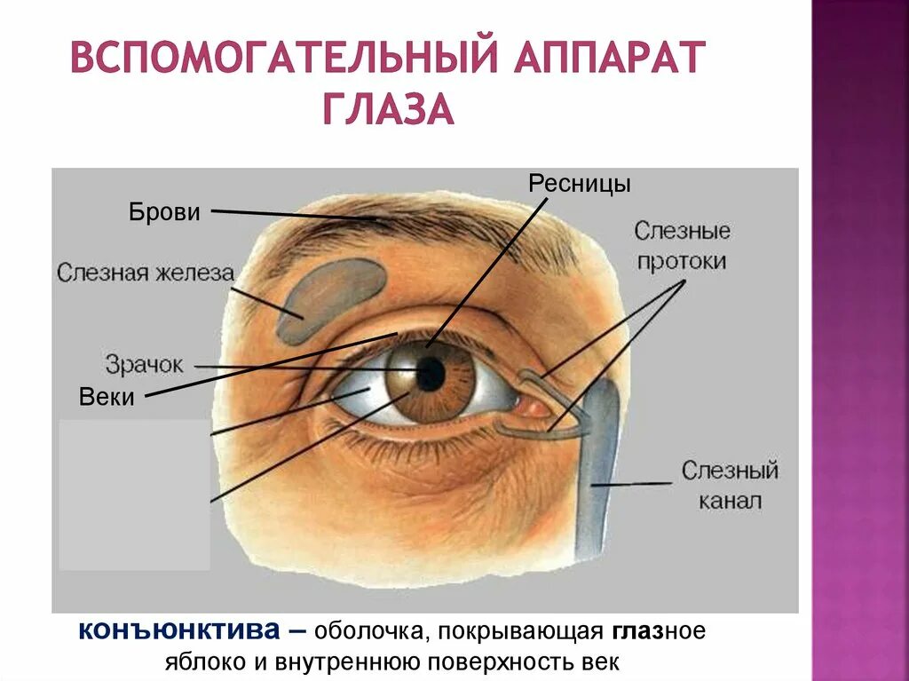 Органы человека глаза. Вспомогательный аппарат глаза слезный аппарат. Строение вспомогательного аппарата глаза. Анатомия глазного яблока и его вспомогательного аппарата. Слезный аппарат глаза функции.