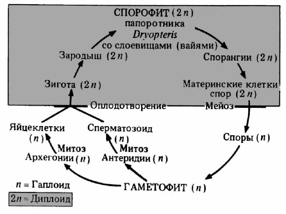 Спорофит образуется в результате
