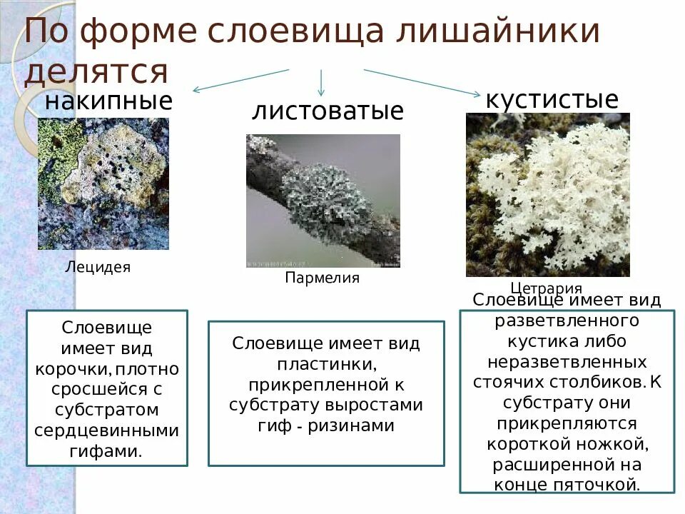 Лишайники относятся к высшим. Лишайники накипные кустистые. лишайники накипные листоватые кустистые. лишайники накипние листоватие кустистие. гакипные листов е кустистые лишайники.