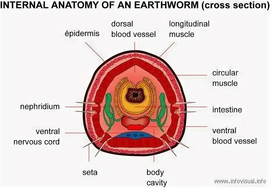Internal 7. Cross Section of Earthworm. Earthworm Anatomy. Leeches Cross Section.