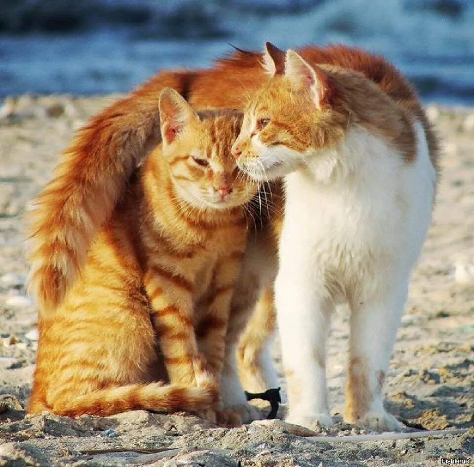 Любовь кошек и котов. Влюбленные кошки. Рыжая кошка с котятами. Два котика. Рыжие коты.