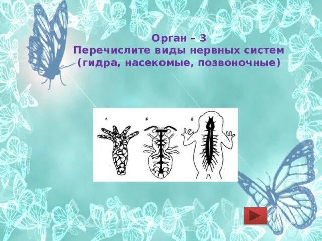 Обобщение по теме нервная система. Организм насекомого - единое целое. нервная система насекомого гидры. строение организма насекомого единое целое. форма нервной системы гидры.