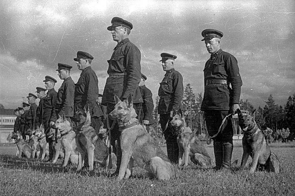 Пограничники-кинологи в войне 1941-1945. Овчарка Дауфмана. Немецкая овчарка 1945. Немецкая овчарка 1924.