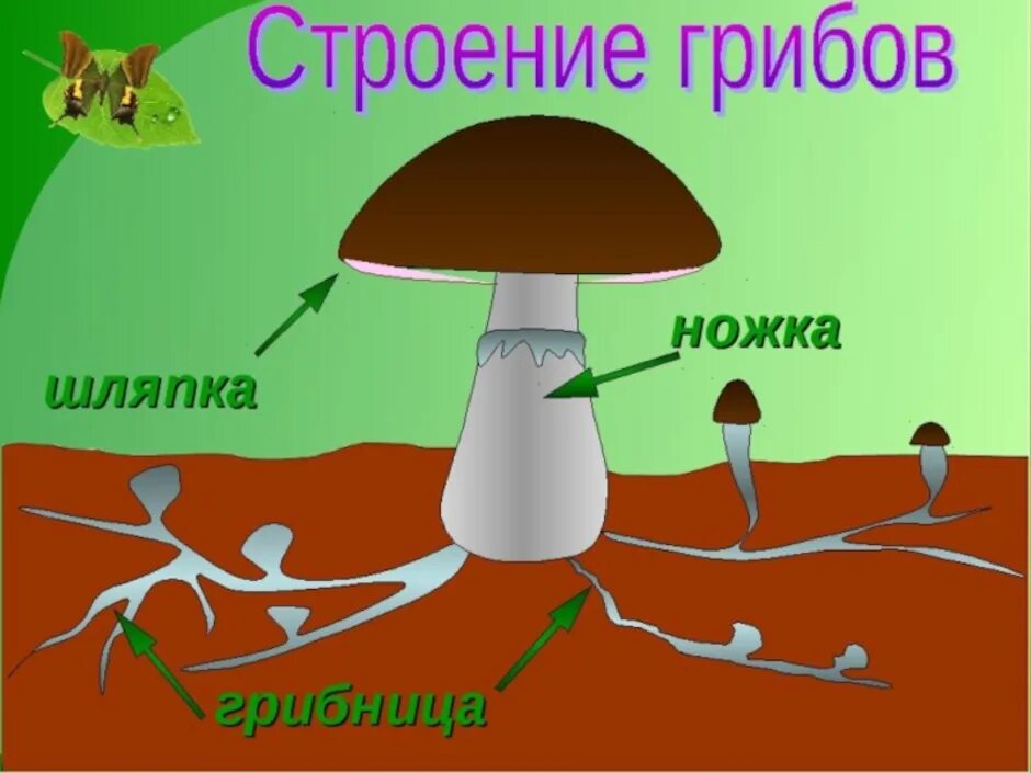 Строение гриба 4 класс. Схема строения шляпочного гриба. строение шляпочного гриба. строение гриба грибница. строение гриба рисунок схема.