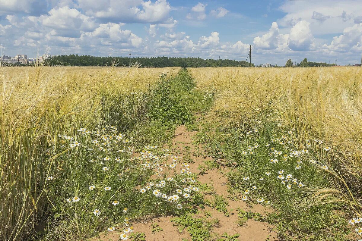 Поля Острогожск рожь. Поля ржи в окрестностях Новосиля Орловской области. Тропинка в поле. Поле в полдень. Август нежный и спокойный