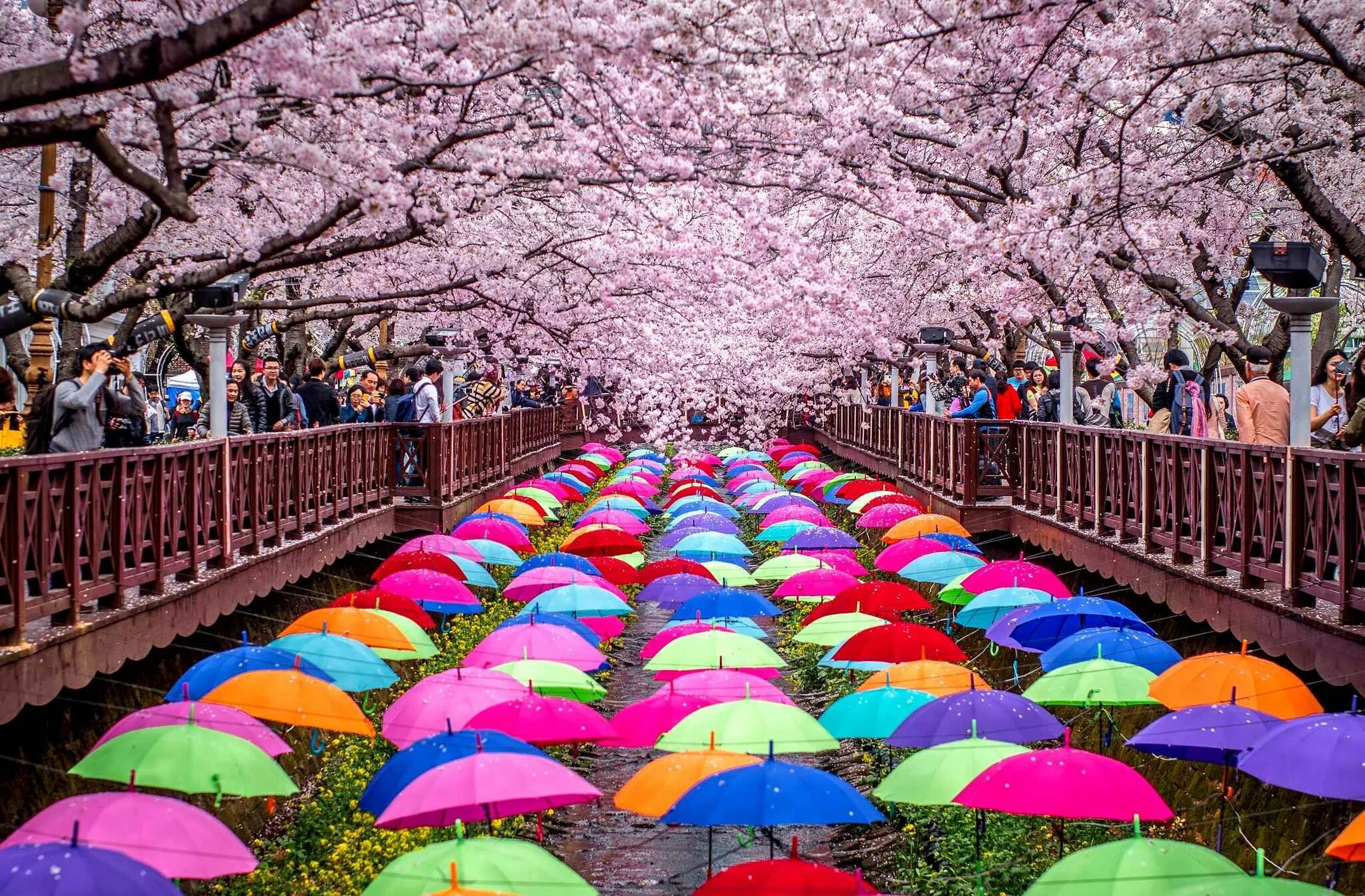 Корея черри блоссом. Сеул Южная Корея Сакура. Сеул Южная Корея цветение Сакуры. Цветение Сакуры в Корее.