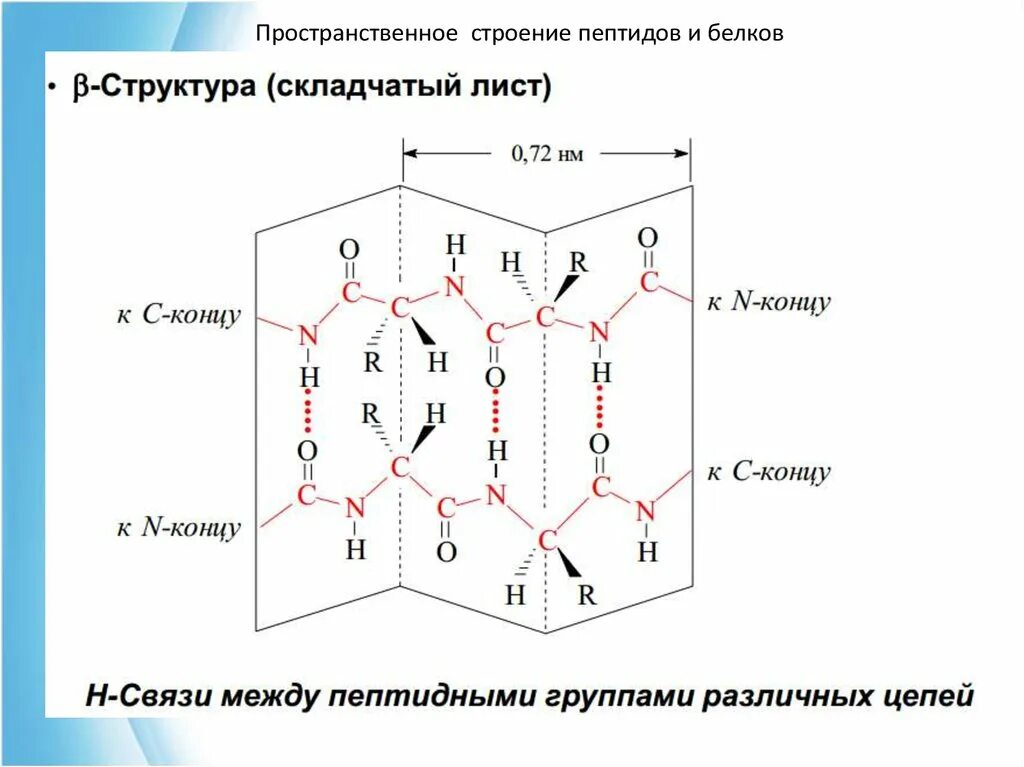 Образование пептидных связей структура белка. Пептиды. Пространственное строение пептидной группы.. Строение пептидов. Структура пептидов. Пространственное строение пептидов.