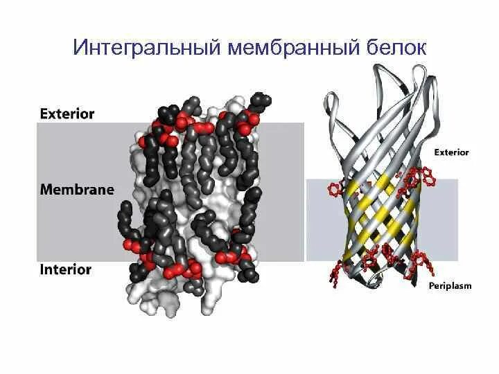 Какие функции выполняют белки мембран. Мембранные липиды мембранные белки. Мембранные белки строение. Интегральный белок мембраны. Периферические белки мембраны.