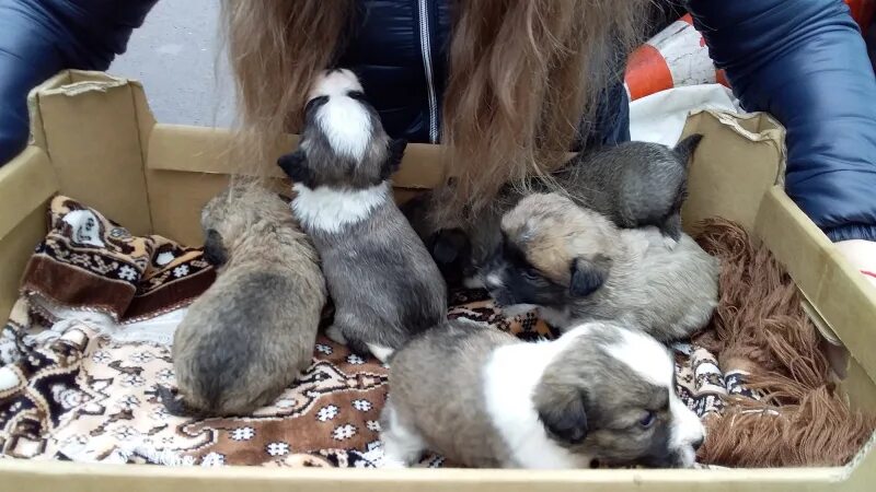 Вологда брошенные щенки. Брошенные щенки в коробке. Подбросили щенков в картонной коробке. Обработка щенка инспектором фото. Найденыши в контакте