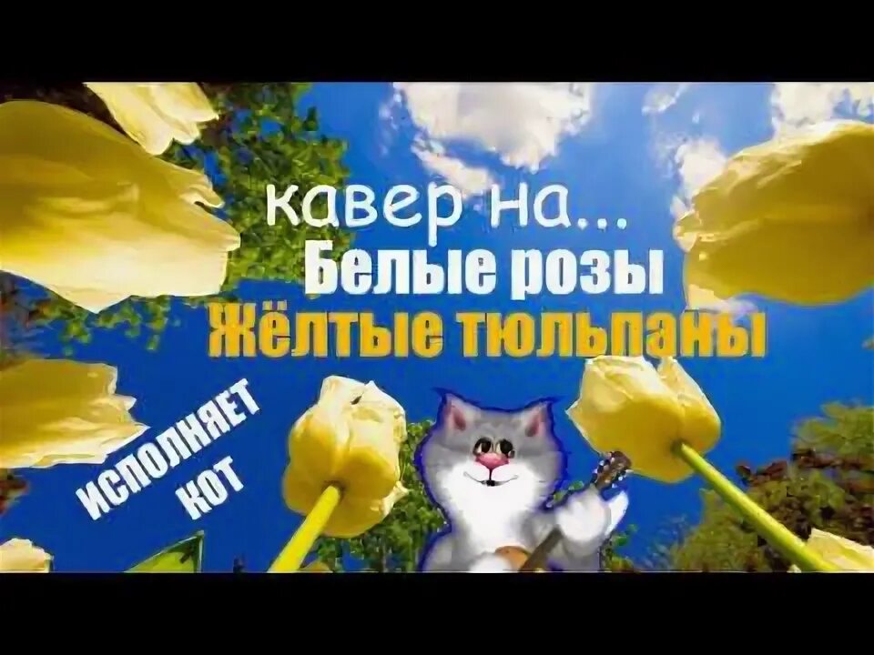 Белые тюльпаны. Желтые морозы белые тюльпаны песня. Желтые морозы белые тюльпаны песня. Желтые морозы белые тюльпаны песня. Желтые морозы белые тюльпаны песня.