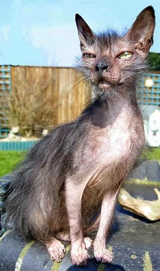 Сфинкс скрещенный с обычной кошкой. Кот метис сфинкса. Смесь сфинкса с обычной кошкой. Метис сфинкса и британца. Смесь корниш рекса и сфинкса.