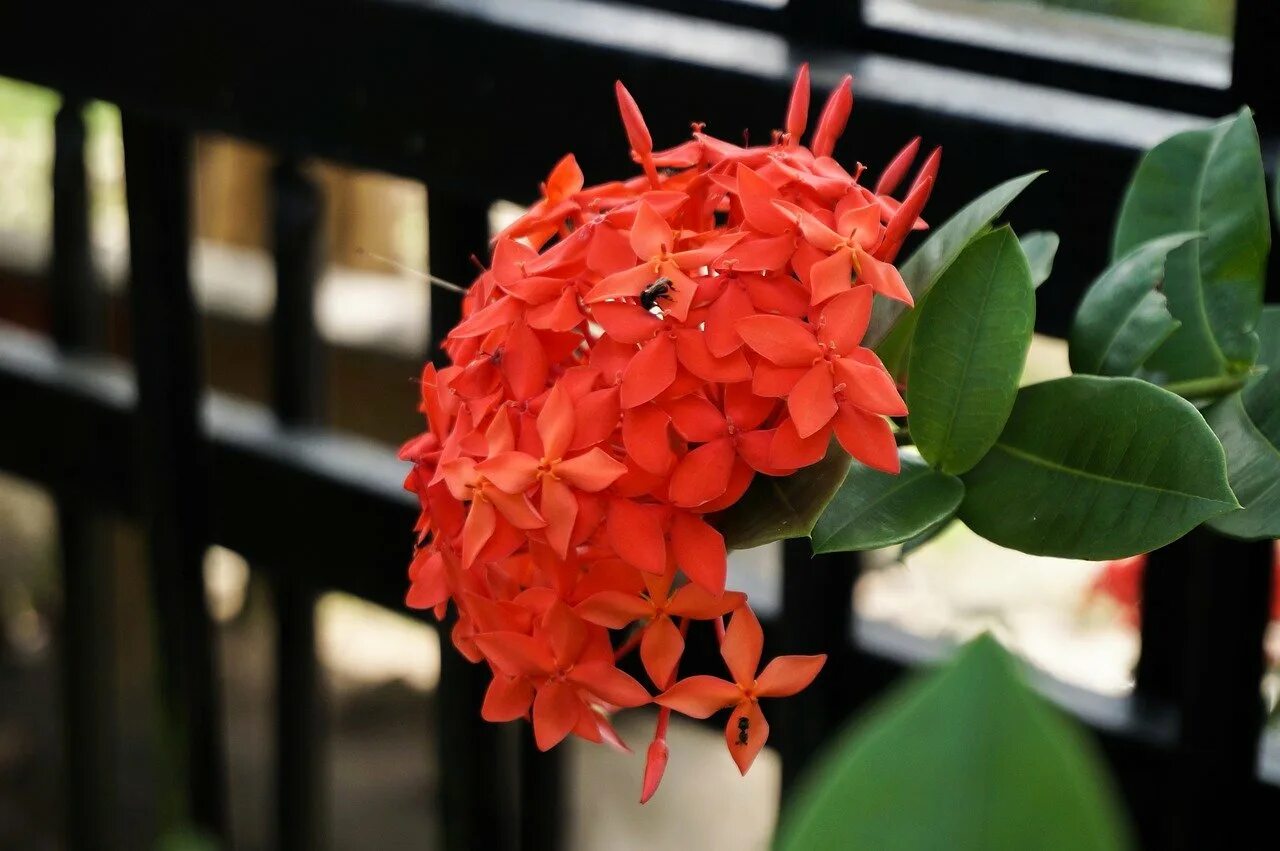 Иксора растение. Иксора цветок яванская. Иксора биколор. Иксора махровая. Иксора.