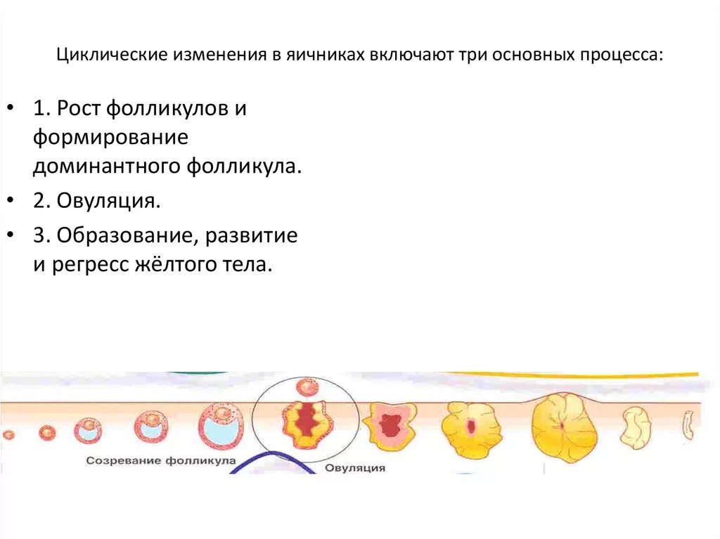 Циклические и возрастные изменения яичника. Циклические процессы в яичнике. Процессы происходящие в яичниках. Циклические изменения в яичнике.