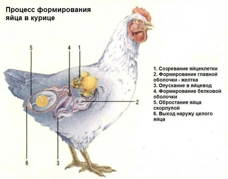 Можно ли куриный. Процесс формирования яйца в курице. Как формируется яйцо у курицы несушки. Строение яйцевода курицы. Как формируется яйцо в курице.