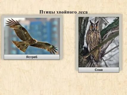 Птица хвойных лесов 5