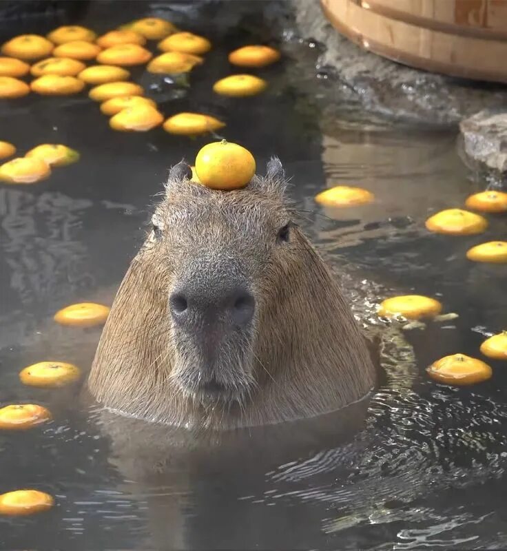Включи фото капибары Steam-værksted::ONLY 4 CAPYBARA LOVERS