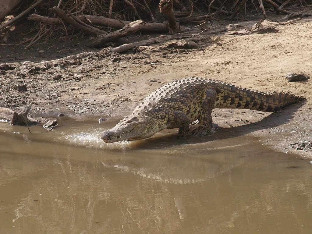 Крокодилы в ниле. Нилов Нильский крокодил. Нильский крокодил самец. Аллигаторы в Майами.