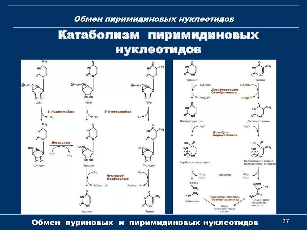 Распад пиримидиновых. Схема катаболизма пиримидиновых нуклеотидов. Схема распада пиримидиновых оснований. Схема распада перомидиновых основ. Катаболизм нуклеотидов биохимия схема.