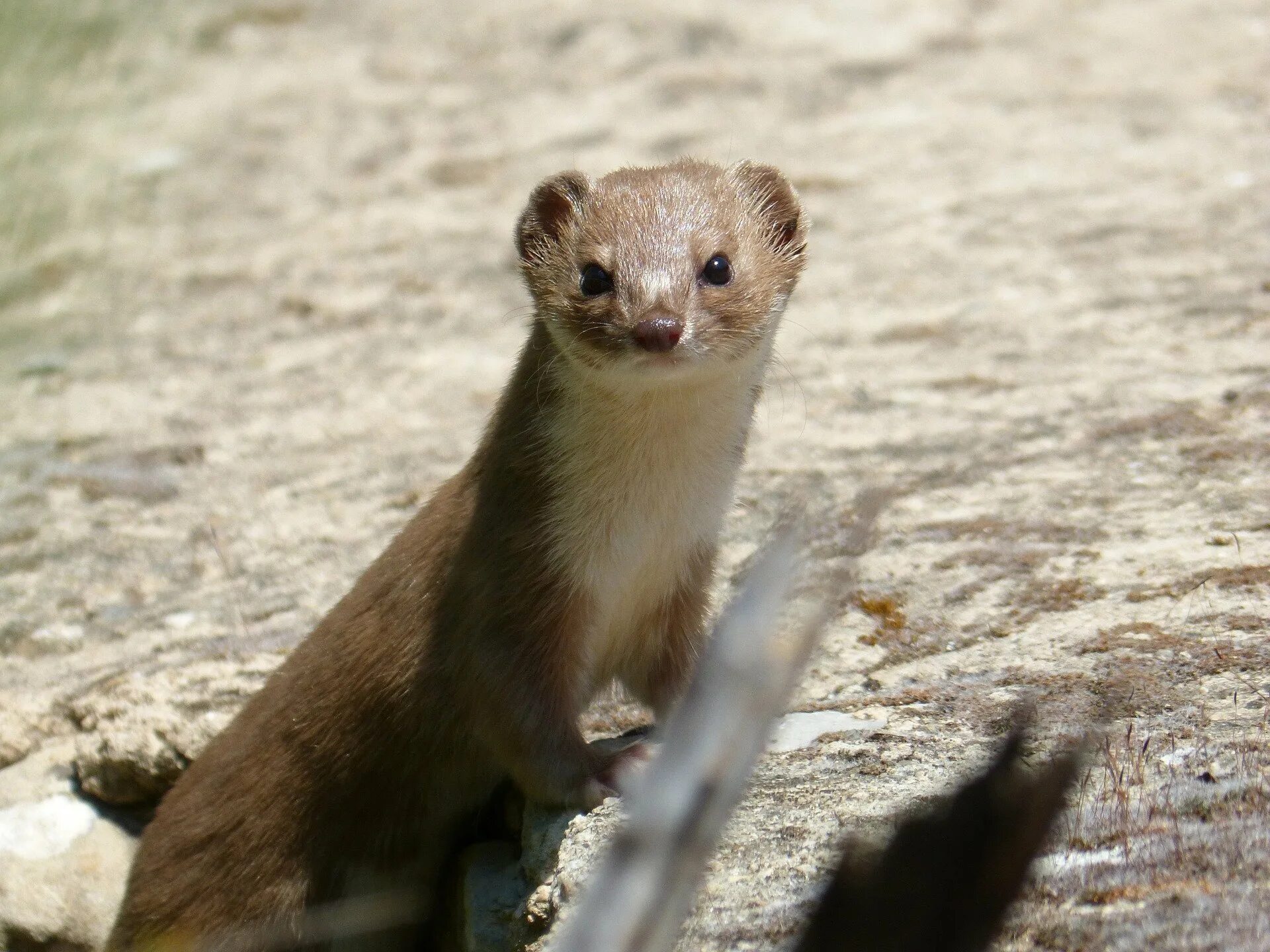 Горностай хищное животное. Сиамский горностай. Ласка (Mustela nivalis). Горностай Таймыр. Остров Врангеля горностай.