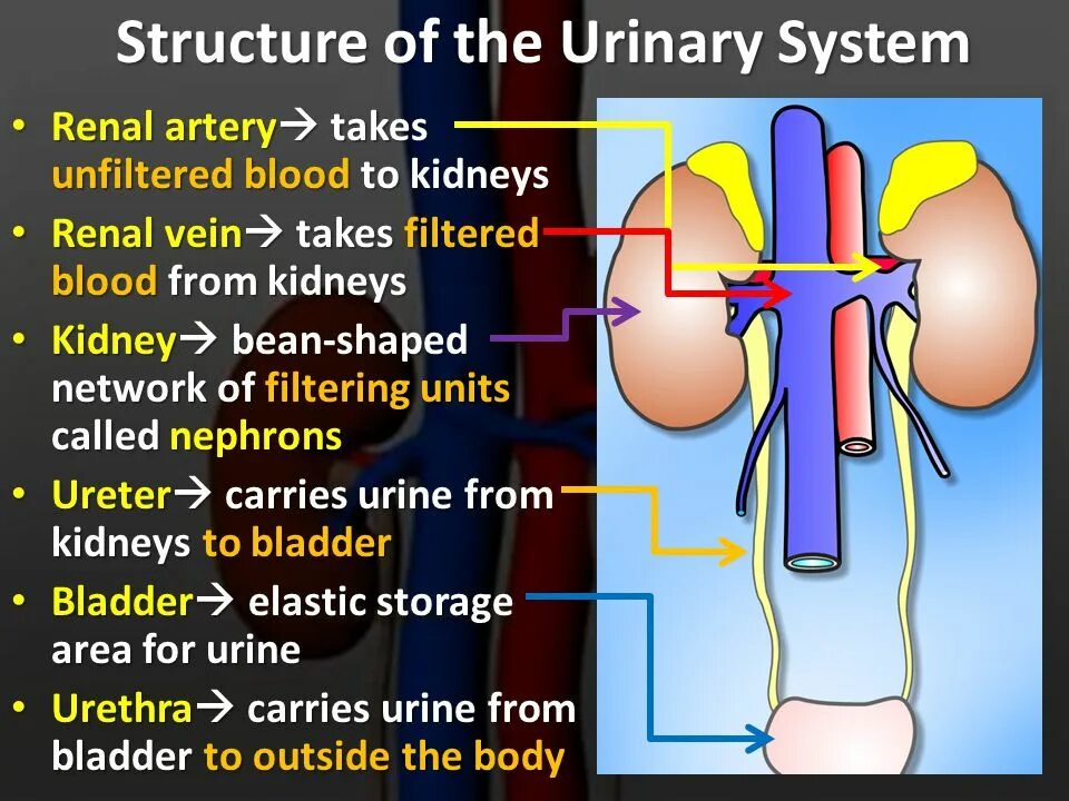 Urinary system. Kidney structure. Renal structure. -Urinary (Kidney) System.