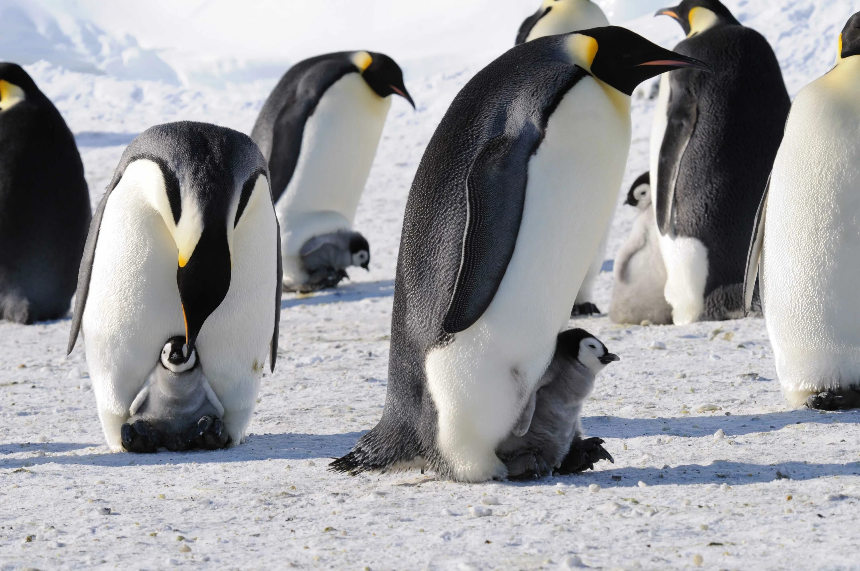 Жил был пингвин. Императорский Пингвин высиживает яйцо. Пингвины высиживают яйца самец. Факты о пингвинах. Необычные пингвины.