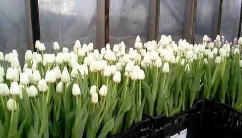 Тюльпаны новосибирск розница. Белые сорта тюльпанов для выгонки. Теплица тюльпан. Тюльпаны в теплице. Сорта тюльпанов для выгонки.