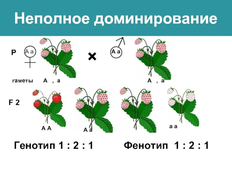 Принцип неполного доминирования. Неполное доминирование. Неполное доминирование примеры. Пример не полнгого Домини рования. Примеры неполного доминирования признаков.