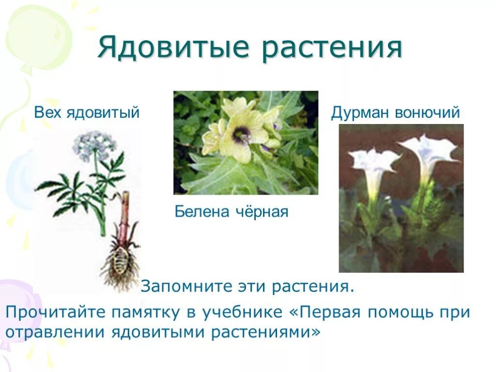 Памятка признаки ядовитых растений. Памятка признаки ядовитых растений. Отравление лекарственными растениями. Призраки ядовитых растений. Ядовитые растения.