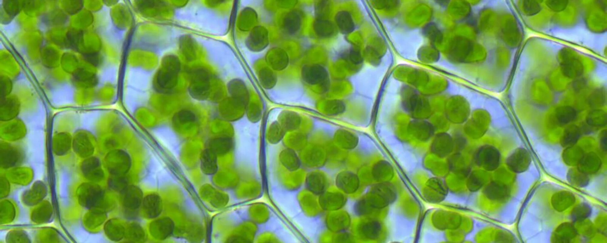 Spinach Chloroplasts Plant cell, Plant science, Green aesthetic