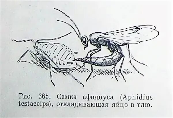 Жук наездник трихограмма. Наездник афидиус. Наездники насекомые откладывают яйца. Наездник насекомое рисунок.