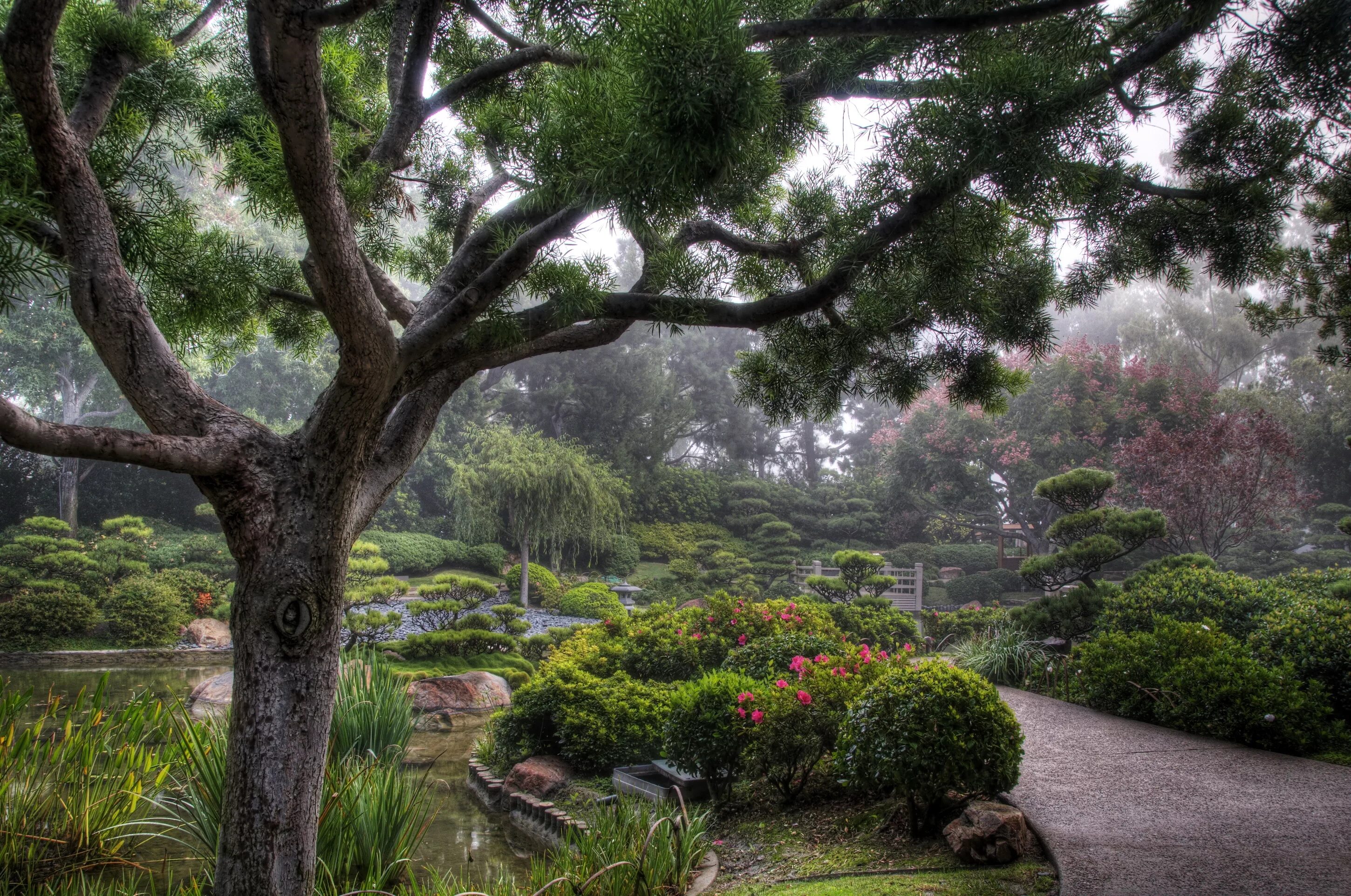 Сад лучшие деревья. Японский сад Эрл Бернс Миллер. Сад Кавати Фудзи. Сад деревьев в Японии. Деревья в саду.