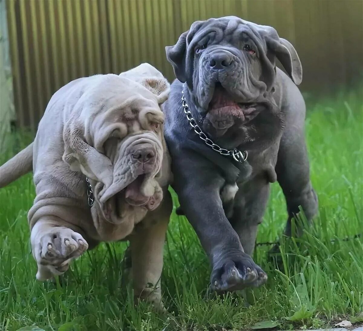 Порода собак мастино неаполитано. Мастино наполетано порода. Мастиф неаполитано. Мастиф неаполитано фото. Мастино неаполитано собака.