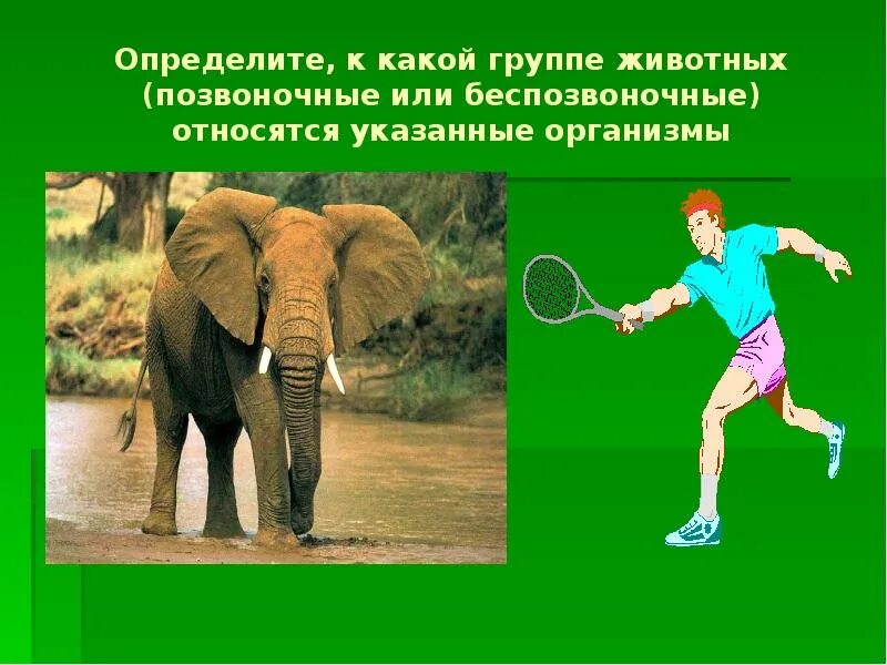 Сообщество животных людей. К какой группе животных относится человек. человек относится к группе организмов. группа животных и человек. какой группе относится человек окружающий мир 3.