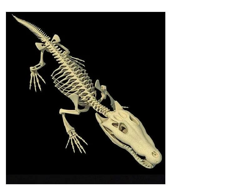 Рептилии ребра. Скелет крокодила строение. Скелет нильского крокодила. Анатомия крокодила скелет. Гавиал крокодил скелет.