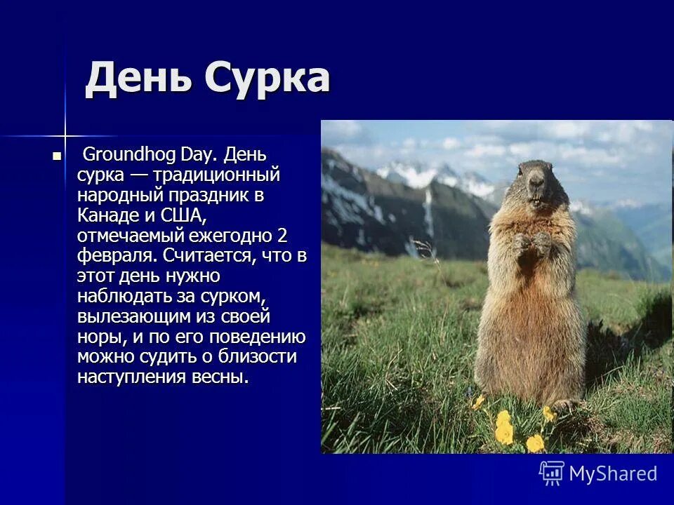 с днем сурка прикольные. день сурка. день сурка что это значит. 2 февраля день сурка. 2 февраля день сурка.