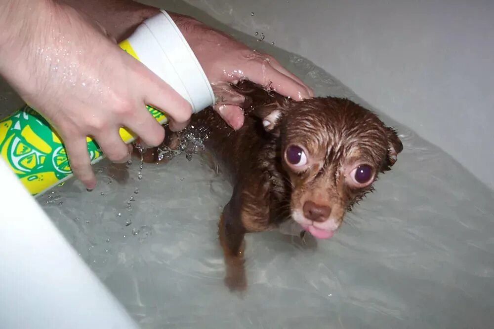 Сколько купать щенка. Собака моется. Собака купается. Щенок купается. Чихуахуа купается.