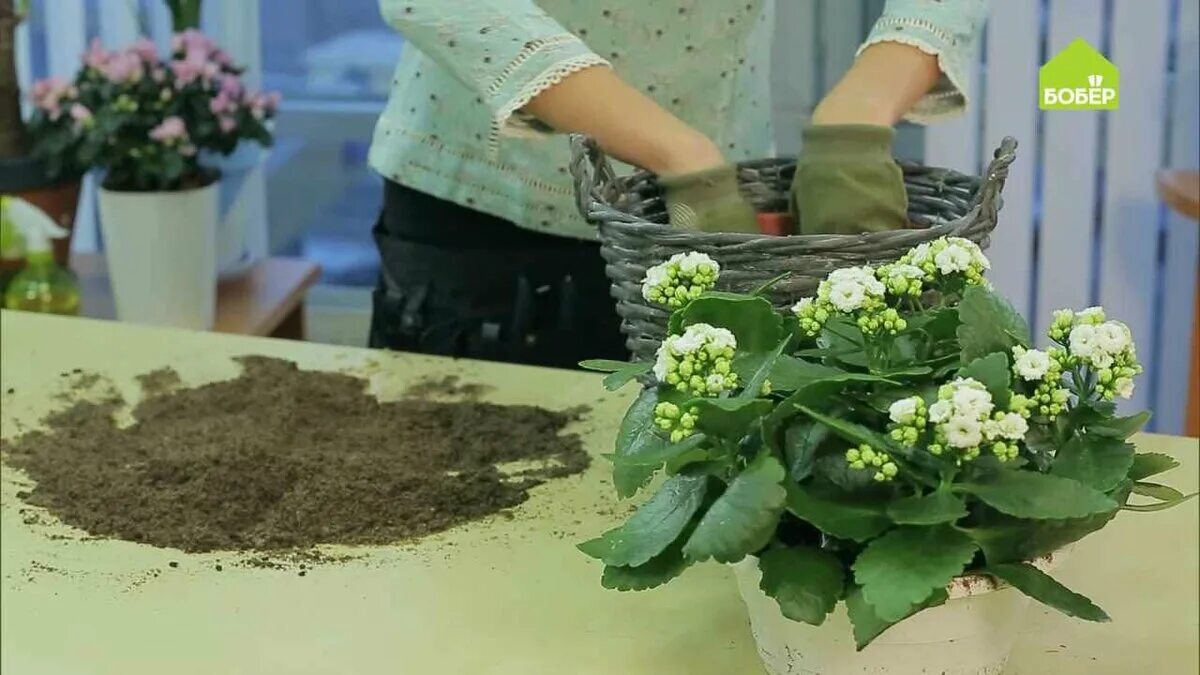 Пересадка цветущей каланхоэ после покупки. Пересаживание каланхоэ. Каланхоэ пересадка. Каланхоэ перевалка. Каланхоэ каландива пересадка.