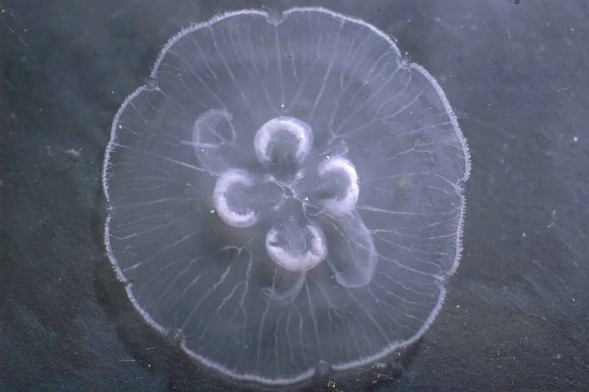 Aurelia Aurita медуза. Медуза какая симметрия тела