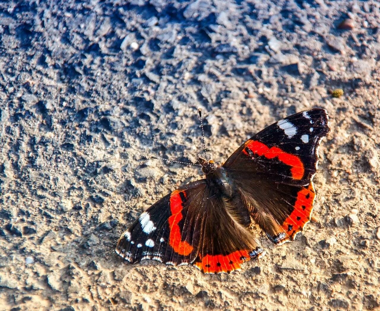 Vanessa Atalanta бабочка. Бабочка красный Адмирал. Red Admiral бабочка. Адмирал (Vanessa Atalanta). Какие бабочки адмирал