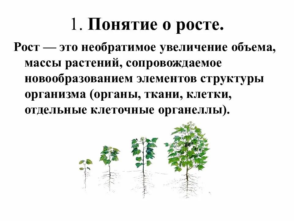 Как происходит рост растений. Рост растений. понятие рост. биологический рост растения. понятие о росте и развитии организма.
